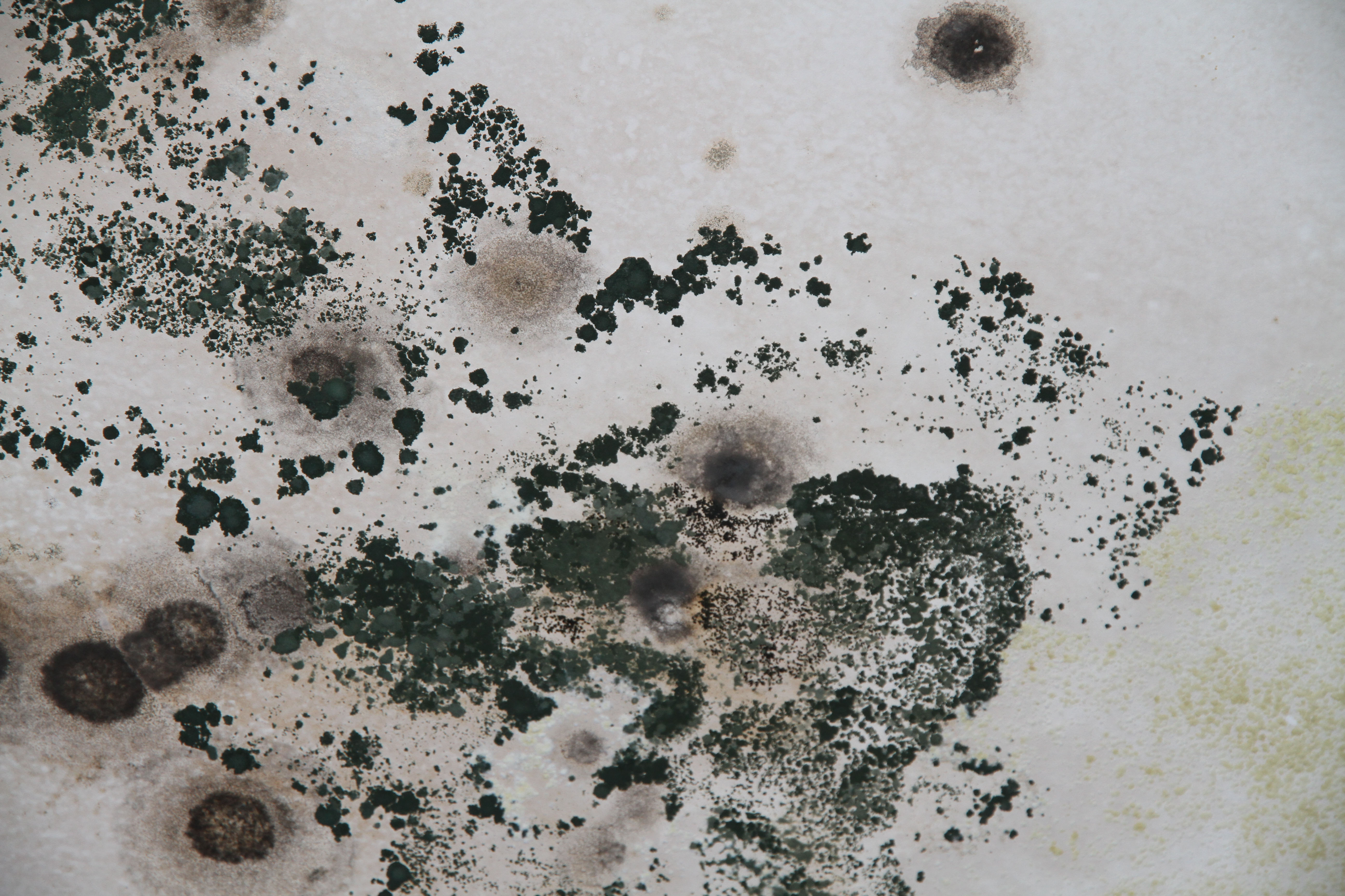 Why Is There So Much Mold In My Bathroom At Nicole House Blog